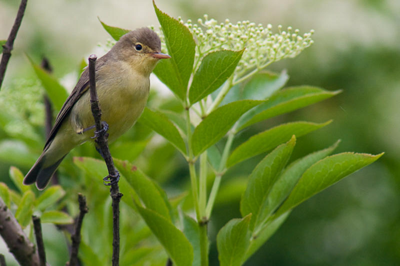 Spotvogel